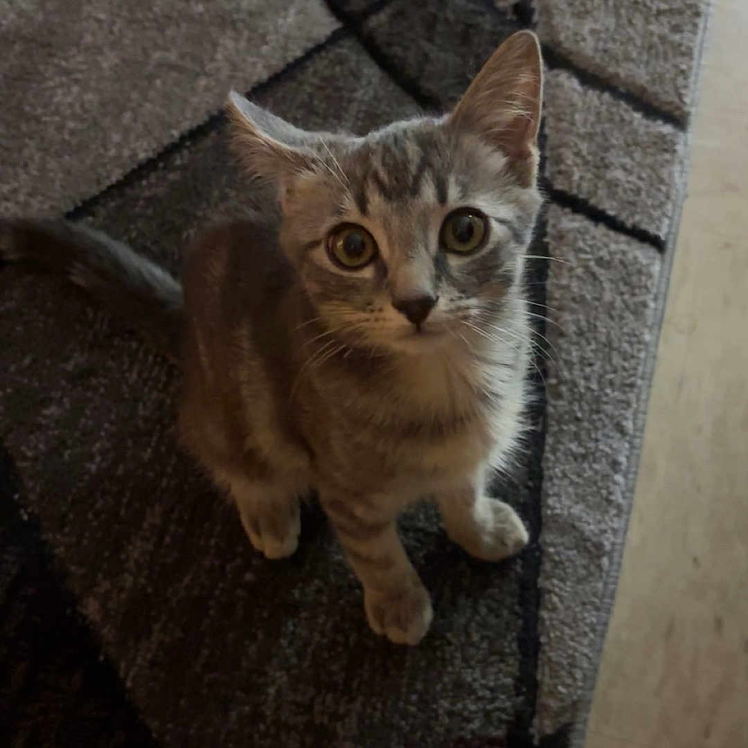 Beanie Weenie is registered to the contest to win money with this photo: animal, carpet, cat, curious, cute, domestic_cat, ears, feline, floor, fur, gray_tabby, indoor, kitten, looking_up, mammal, pet, small, tail, whiskers, young