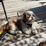 Arty a rejoint le concours — aidez-le/la à gagner de superbes lots ! dog, shih_tzu, small_dog, fluffy, brown_and_white, long_hair, bandana, lying_down, outdoor, wooden_deck, sunlight, shadows, patio, furniture, relaxed, pet, canine, portrait, garden, daylight