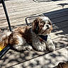 dog, shih_tzu, small_dog, fluffy, brown_and_white, long_hair, bandana, lying_down, outdoor, wooden_deck, sunlight, shadows, patio, furniture, relaxed, pet, canine, portrait, garden, daylight
