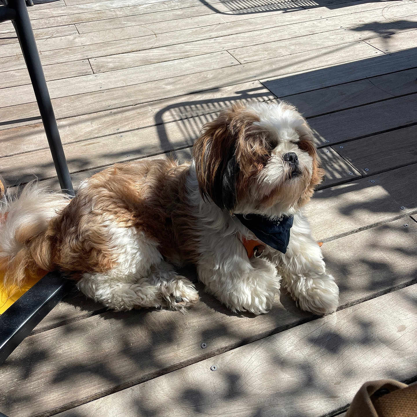 Arty a rejoint le concours — aidez-le/la à gagner de superbes lots ! dog, shih_tzu, small_dog, fluffy, brown_and_white, long_hair, bandana, lying_down, outdoor, wooden_deck, sunlight, shadows, patio, furniture, relaxed, pet, canine, portrait, garden, daylight