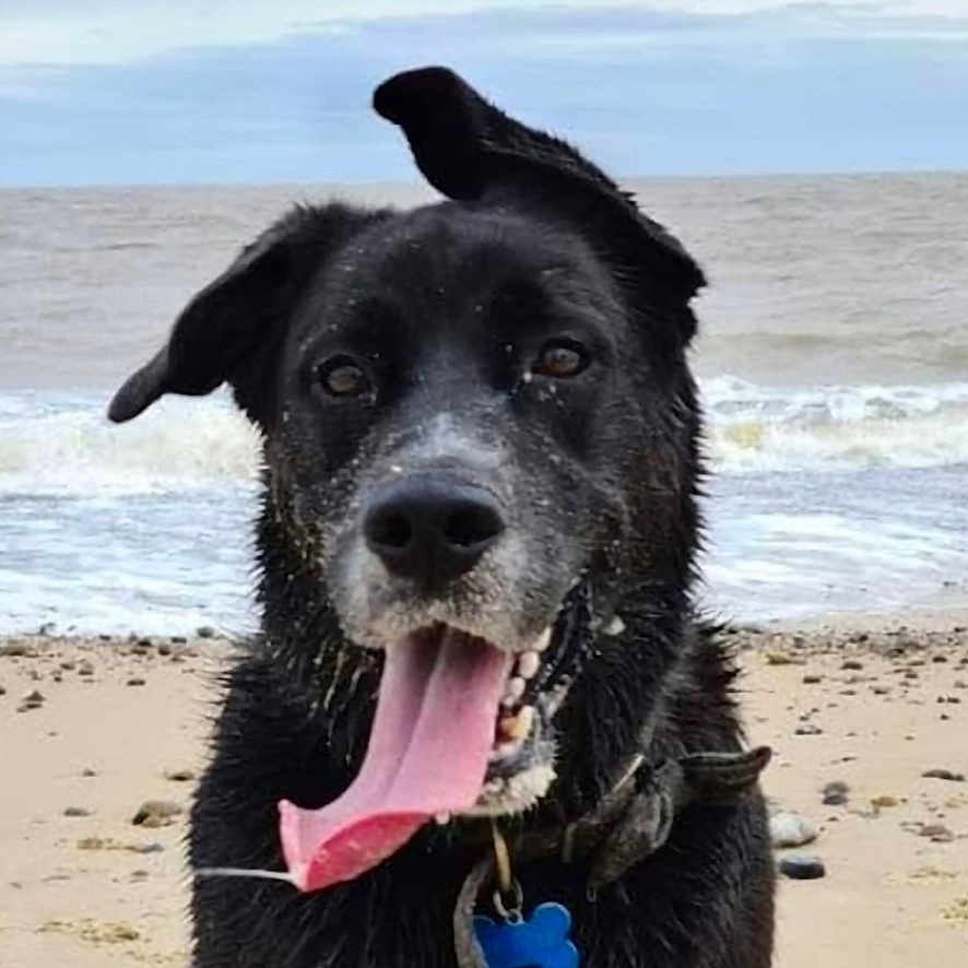 Bowser joined the competition — help win amazing prizes! animal, beach, bodypart, canine, coast, dog, hound, labradorretriever, mouth, nature, outdoors, person, pet, photography, puppy, sea, shoreline, sky, text, water