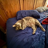 Kitty is registered to the contest to win money with this photo: cat, bed, pillow, furniture, wood, sleeping, indoor, animal, pet, blue_bedspread, cozy, relaxing, feline, fur, resting, home, comfort, domestic, mammal, nap