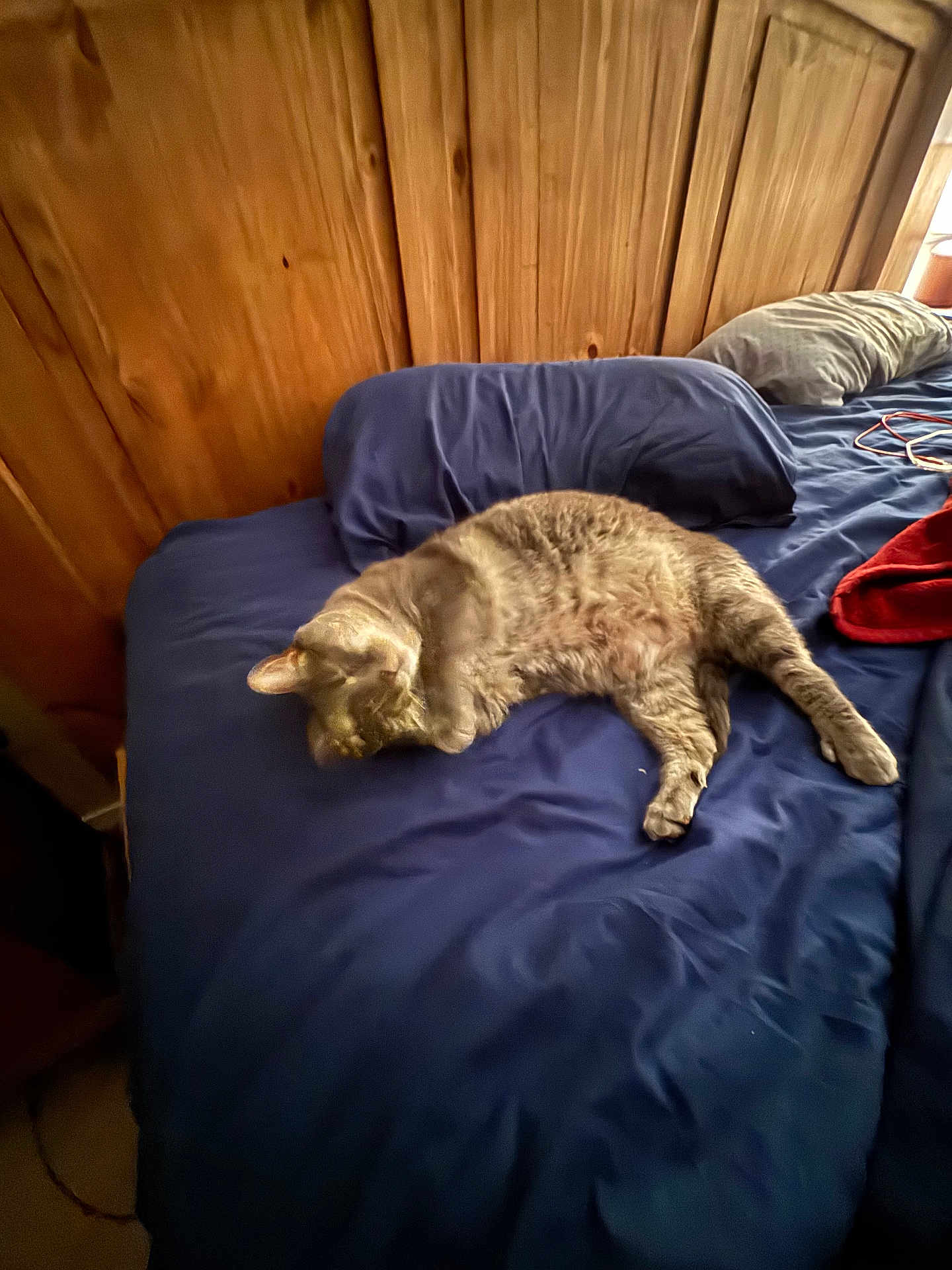 Kitty is registered to the contest to win money with this photo: cat, bed, pillow, furniture, wood, sleeping, indoor, animal, pet, blue_bedspread, cozy, relaxing, feline, fur, resting, home, comfort, domestic, mammal, nap