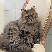Hugo a rejoint le concours — aidez-le/la à gagner de superbes lots ! animal, bathroom, cat, chair, feline, fluffy, gray_fur, indoor, longhaired_cat, ornate_furniture, pet, photography, portrait, regal, sitting, tail, tile_wall, upholstered_chair, whiskers, yellow_eyes