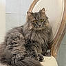 animal, bathroom, cat, chair, feline, fluffy, gray_fur, indoor, longhaired_cat, ornate_furniture, pet, photography, portrait, regal, sitting, tail, tile_wall, upholstered_chair, whiskers, yellow_eyes