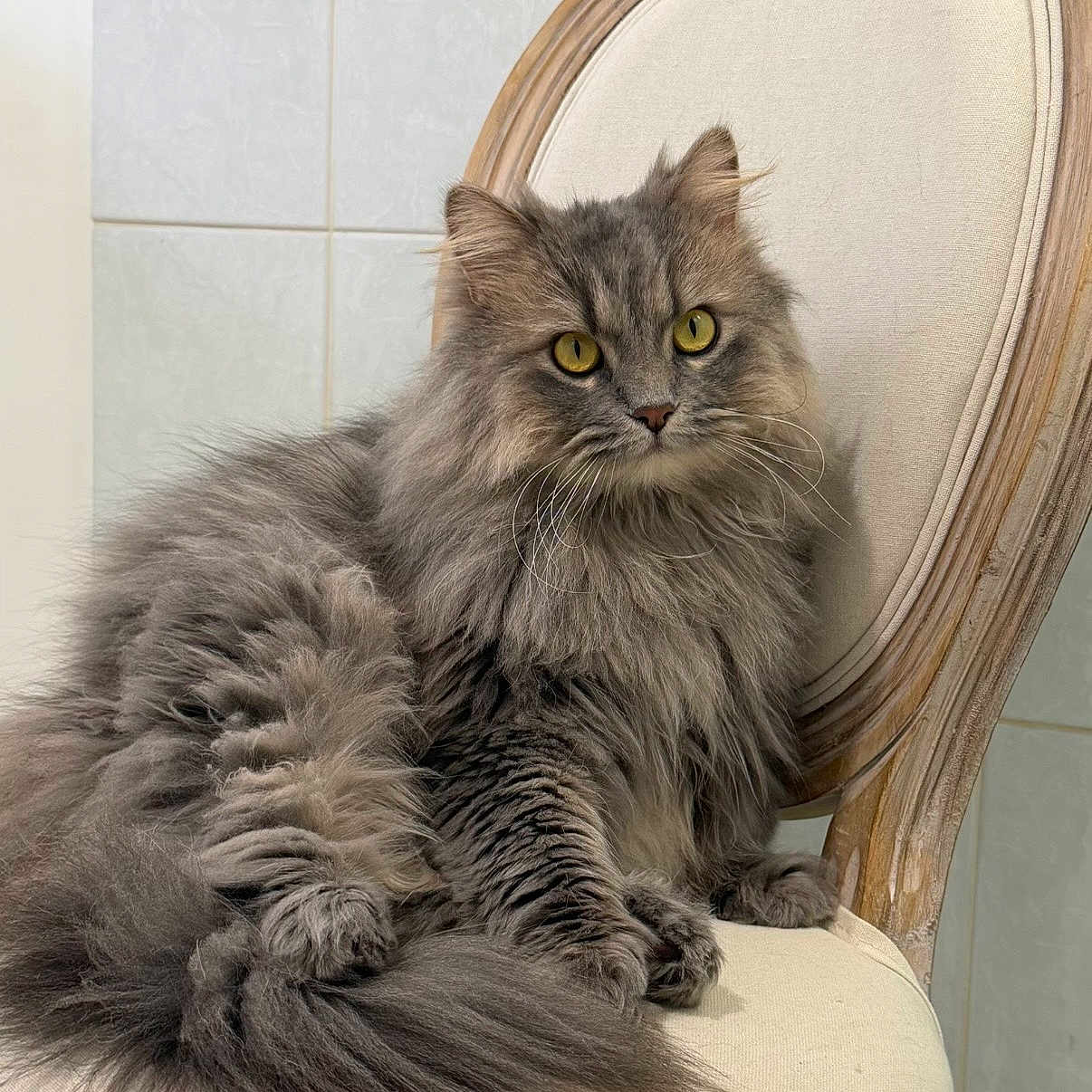 Hugo