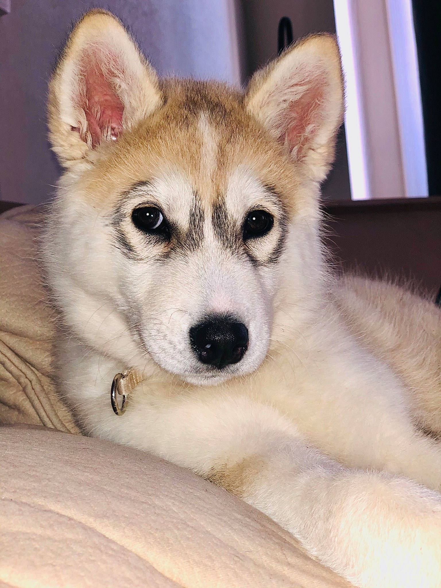 Toska a rejoint le concours — aidez-le/la à gagner de superbes lots ! ancient_dog_breeds, canidae, canis, carnivore, comfort, companion_dog, dog, dog_breed, eye, fawn, fur, jaw, non_sporting_group, paw, sled_dog, snout, sporting_group, terrestrial_animal, whiskers, working_dog