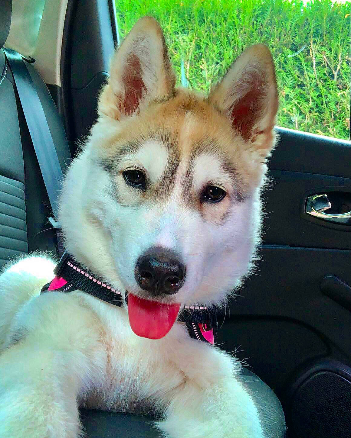 Toska a rejoint le concours — aidez-le/la à gagner de superbes lots ! canidae, car, carnivore, collar, companion_dog, dog, dog_breed, dog_collar, fawn, herding_dog, paw, plant, snout, sporting_group, tail, vehicle, wheel, whiskers, window, windshield