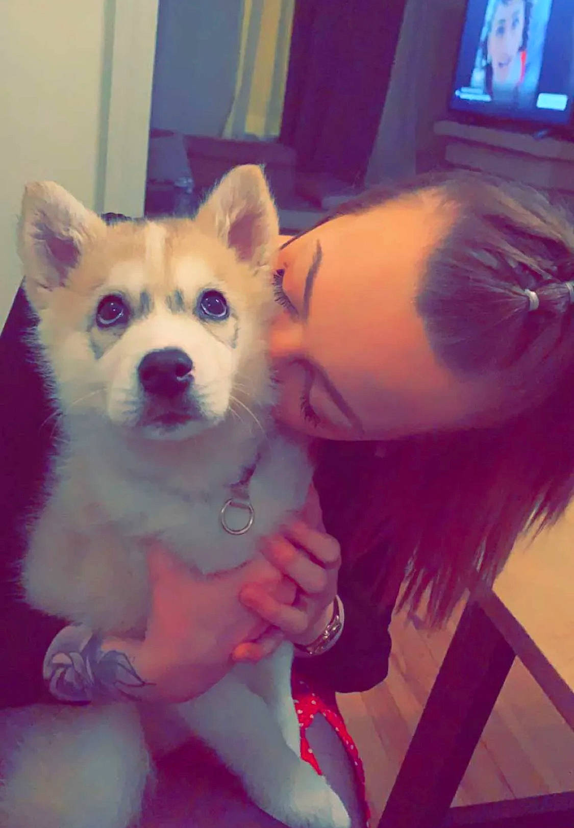 Toska participe au concours pour gagner de l'argent avec cette photo : beauty, carnivore, chair, companion_dog, cool, dog, dog_breed, ear, fawn, fun, fur, happy, iris, mammal, selfie, snout, television, toy_dog, vertebrate, whiskers