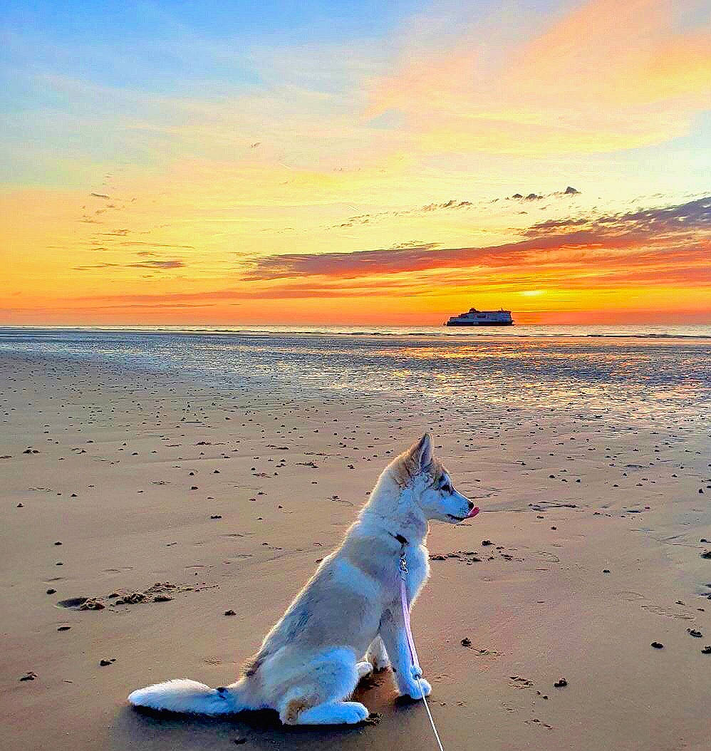 Toska participe au concours pour gagner de l'argent avec cette photo : afterglow, beach, calm, carnivore, cloud, companion_dog, dog, dog_breed, dusk, horizon, landscape, liquid, natural_landscape, shore, sky, sporting_group, sunrise, sunset, water, wind_wave