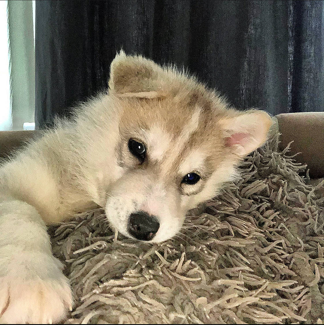 Toska a rejoint le concours — aidez-le/la à gagner de superbes lots ! ancient_dog_breeds, canidae, canis, carnivore, companion_dog, curtain, dog, dog_breed, fawn, fur, non_sporting_group, paw, siberian_husky, sled_dog, sporting_group, terrestrial_animal, whiskers, wolf, working_animal, working_dog