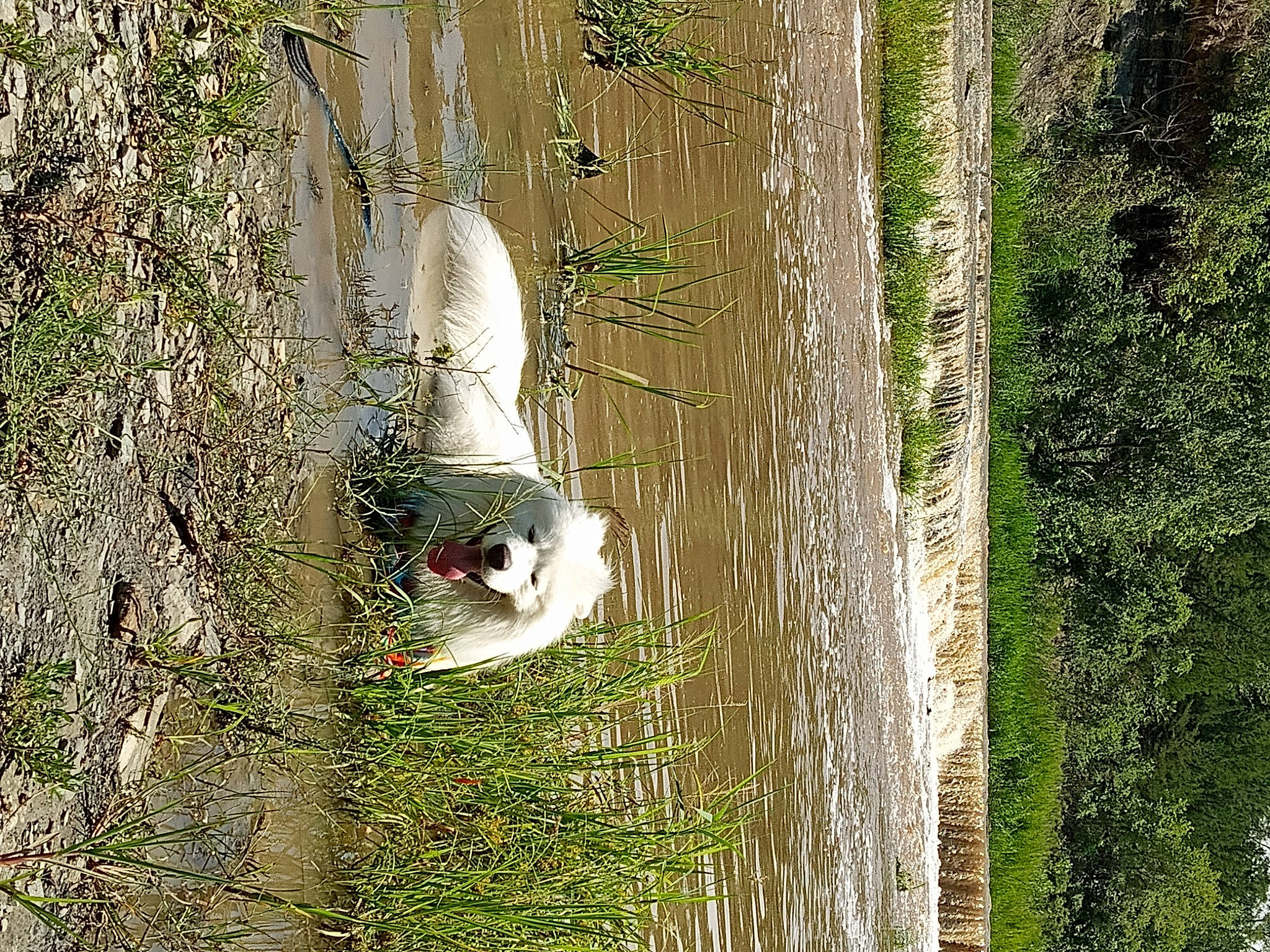 Koda is registered to the contest to win money with this photo: _geese_and_swans, beak, bird, ducks, feather, forest, grass, plant, reflection, seabird, tail, temperate_broadleaf_and_mixed_forest, tree, trunk, twig, water, water_bird, watercourse, wetland, wildlife