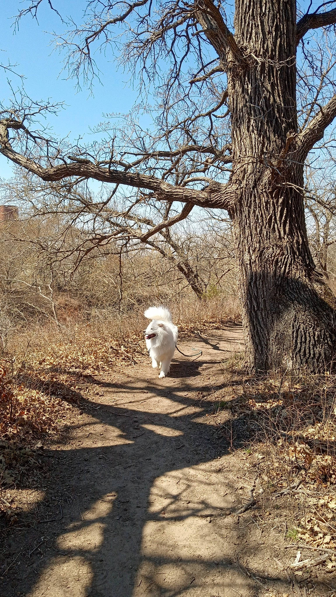 Koda joined the competition — help win amazing prizes! carnivore, companion_dog, dog, dog_breed, fawn, forest, grass, landscape, natural_landscape, people_in_nature, plant, sky, soil, tail, tints_and_shades, tree, trunk, twig, wood, woodland