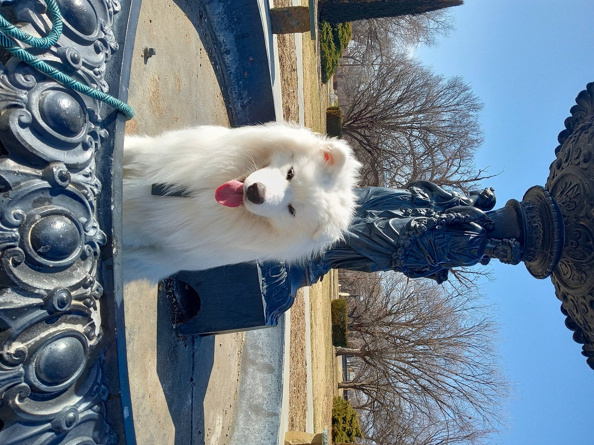 Koda joined the competition — help win amazing prizes! dog_breed, door, event, freezing, fur, plant, sky, tree, trunk, twig, wheel, whiskers, window, winter