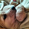 dog, golden_retriever, fluffy, fur, nose, eye, close_up, portrait, upside_down, sleeping, relaxed, blanket, bed, indoor, cozy, pet, canine, cream_colored, brown, cute
