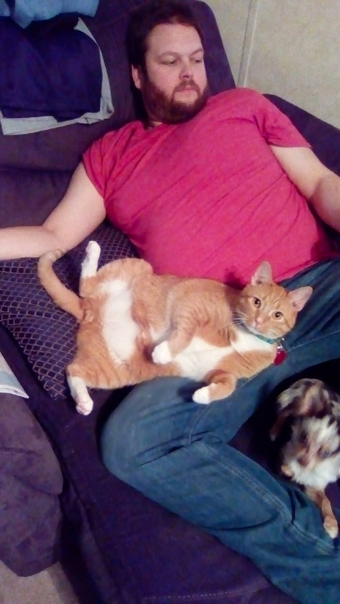 Bearcat is registered to the contest to win money with this photo: canidae, carnivore, cat, comfort, companion_dog, dog, dog_breed, fawn, felidae, kitten, lap, mammal, pembroke_welsh_corgi, person, puppy_love, small_to_medium_sized_cats