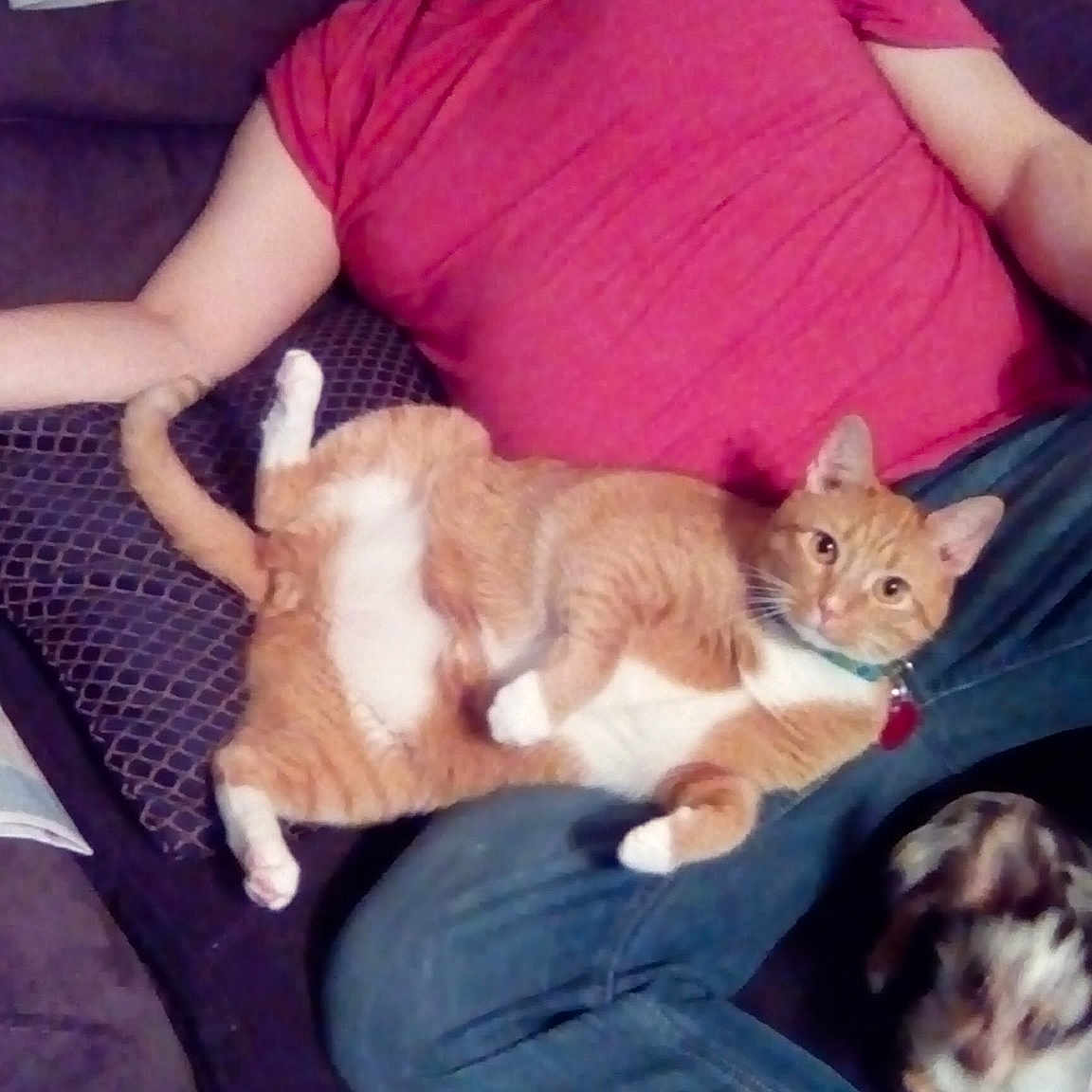 Bearcat is registered to the contest to win money with this photo: canidae, carnivore, cat, comfort, companion_dog, dog, dog_breed, fawn, felidae, kitten, lap, mammal, pembroke_welsh_corgi, person, puppy_love, small_to_medium_sized_cats