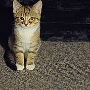 Mittens joined the competition — help win amazing prizes! cat, kitten, tabby, white_paws, carpet, indoor, pet, feline, cute, animal, sitting, fur, whiskers, ears, eyes, shadow, sunlight, domestic, young, portrait