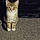 Mittens
