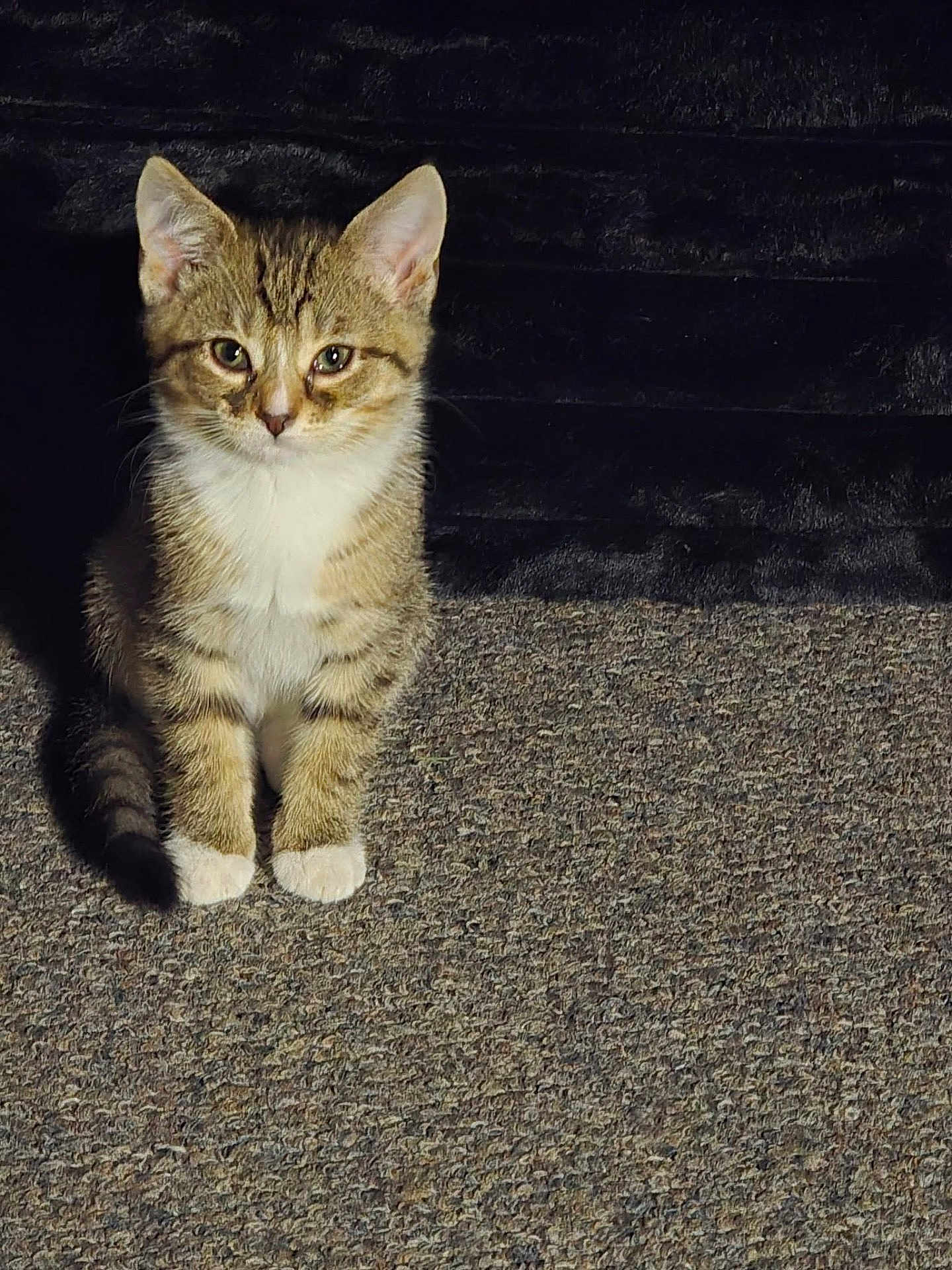 Mittens joined the competition — help win amazing prizes! cat, kitten, tabby, white_paws, carpet, indoor, pet, feline, cute, animal, sitting, fur, whiskers, ears, eyes, shadow, sunlight, domestic, young, portrait