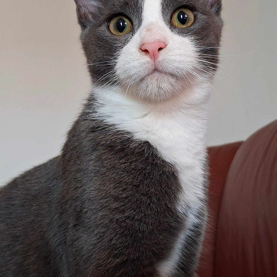 Zazou