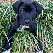 Henry is registered to the contest to win money with this photo: puppy, dog, black_fur, white_paws, grass, plants, outdoor, nature, pet, collar, name_tag, curious, young_dog, closeup, animal, cute, face, ears, snout, eyes