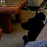 Bailey joined the competition — help win amazing prizes! animal, black_dog, carpet, cord, couch, dog, floor, furniture, home, indoor, living_room, low_light, pet, quiet, quiet_moment, relaxing, resting, shadow, side_view, wooden_table