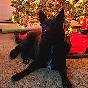 Bailey is registered to the contest to win money with this photo: animal, black_dog, calm, carpet, celebration, christmas_tree, cozy, decorations, dog, festive, holiday, home, indoor, lights, ornaments, pet, relaxed, seasonal, tree_skirt, winter