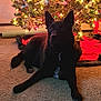 animal, black_dog, calm, carpet, celebration, christmas_tree, cozy, decorations, dog, festive, holiday, home, indoor, lights, ornaments, pet, relaxed, seasonal, tree_skirt, winter