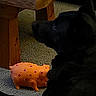 animal, black_dog, carpet, closeup, dim_light, dog, floor, grainy, home, indoor, lying_down, orange_toy, pet, pig_toy, purple_spots, shadow, texture, toy, wood, wooden_furniture
