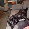Bailey is registered to the contest to win money with this photo: black_dog, canine, carpet, couch, cozy, dog, domestic_life, ears, fur, furniture, household, indoor, living_room, pet, pillow, relaxing, resting, sleeping, sofa, table