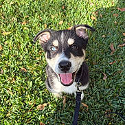 Azul joined the competition — help win amazing prizes! animal, blue_eye, brown_eye, canine, dog, ears, fur, grass, happy, heterochromia, leash, nature, outdoor, pet, playful, puppy, smiling, sunlight, tongue, young_dog