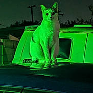 Princess joined the competition — help win amazing prizes! alone, animal, car, cat, dark, feline, green_light, mystery, night, outdoor, pet, portrait, quiet, reflection, sitting, street, urban, van, vehicle, wildlife