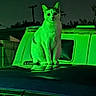 alone, animal, car, cat, dark, feline, green_light, mystery, night, outdoor, pet, portrait, quiet, reflection, sitting, street, urban, van, vehicle, wildlife