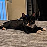 animal, background, bed, black_and_white, cat, cozy, curious, ears, eyes, feline, gray_bedspread, home, indoor, lying_down, paws, pet, relaxed, soft_lighting, tuxedo_cat, whiskers