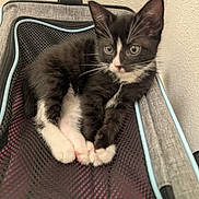 Mittens is registered to the contest to win money with this photo: kitten, cat, black_and_white, pet, feline, young_animal, mesh, carrier_bag, indoor, curious, resting, fur, whiskers, paws, small, animal, cute, domestic, close_up, relaxed