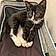 Mittens