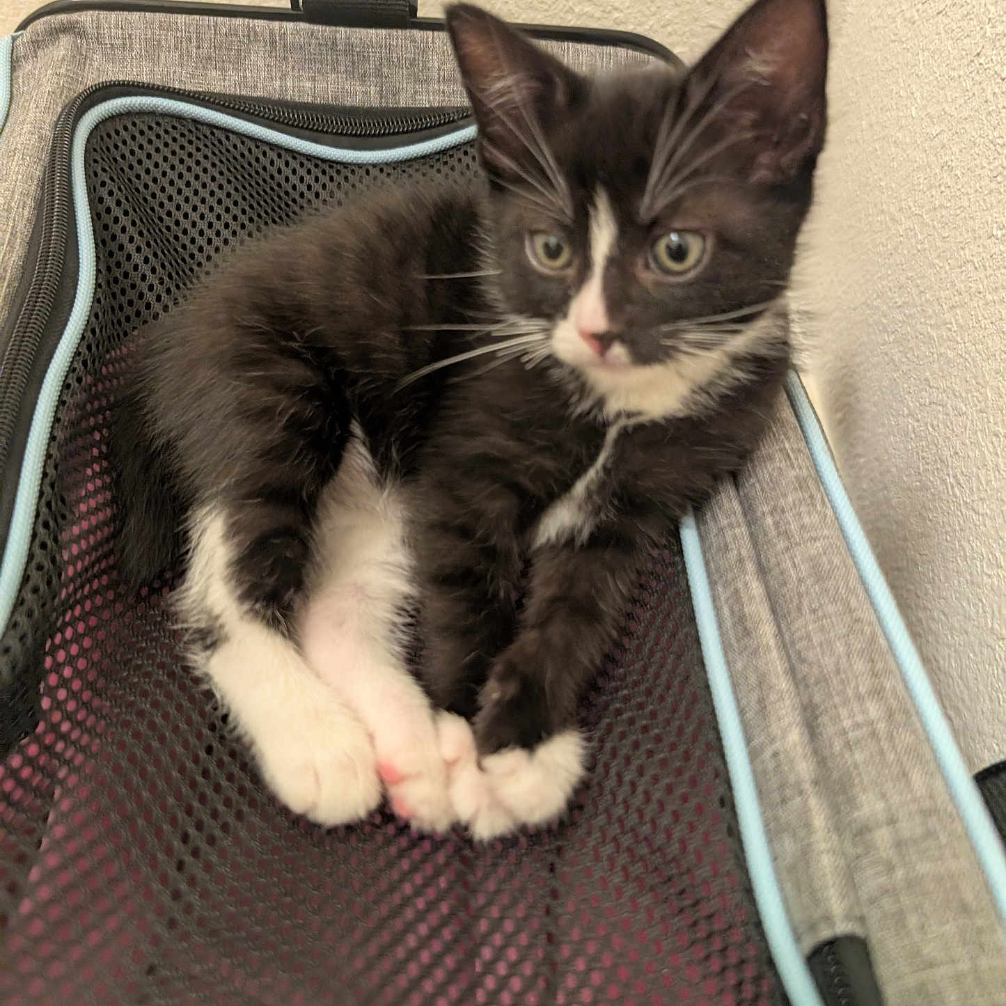 Mittens is registered to the contest to win money with this photo: kitten, cat, black_and_white, pet, feline, young_animal, mesh, carrier_bag, indoor, curious, resting, fur, whiskers, paws, small, animal, cute, domestic, close_up, relaxed