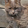 cat, gray_cat, feline, pet, animal, whiskers, fur, ears, paw, wooden_deck, outdoor, relaxing, resting, close_up, texture, sunlight, nature, domestic_animal, mammal, cute