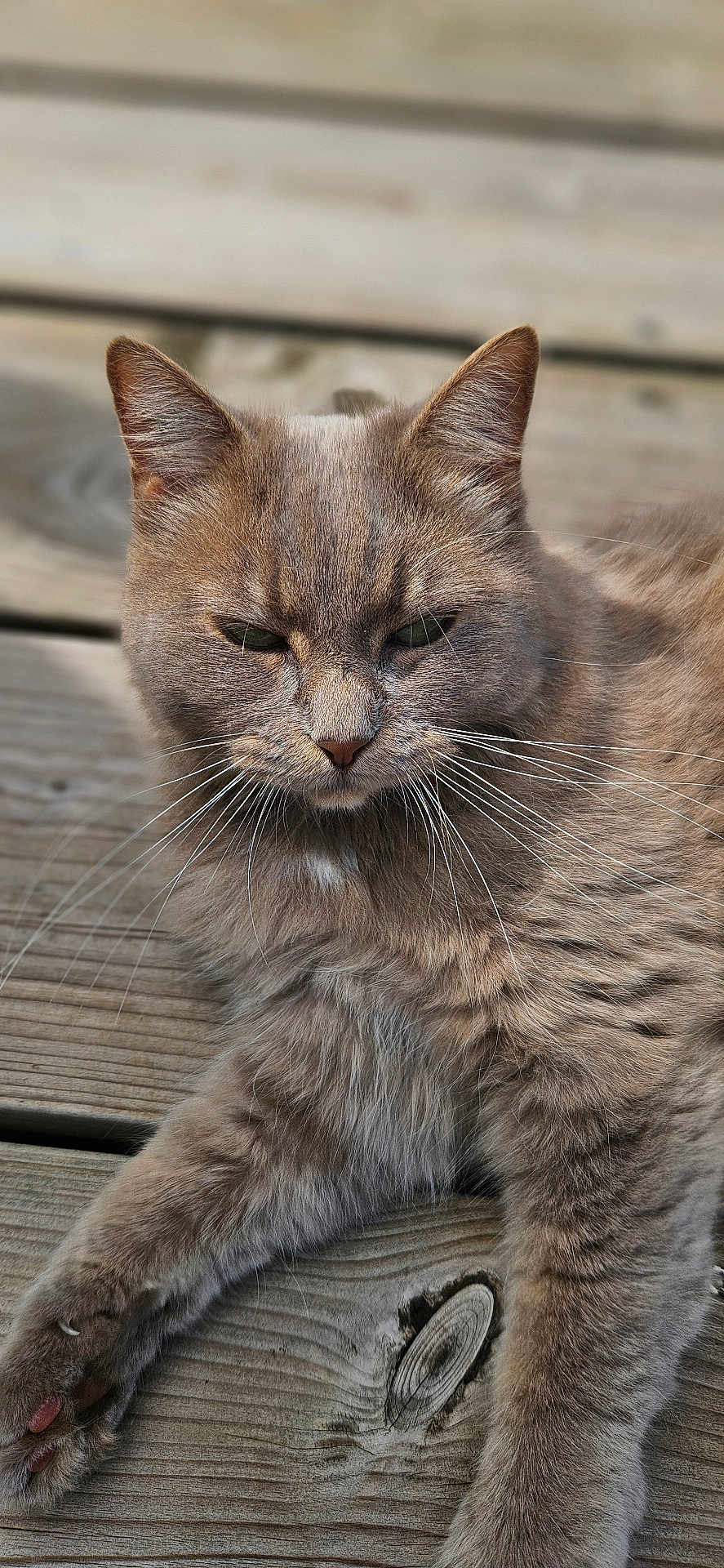 Tia participe au concours pour gagner de l'argent avec cette photo : cat, gray_cat, feline, pet, animal, whiskers, fur, ears, paw, wooden_deck, outdoor, relaxing, resting, close_up, texture, sunlight, nature, domestic_animal, mammal, cute