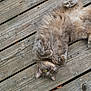 cat, gray_cat, fluffy, wooden_deck, outdoor, pet, feline, relaxed, lying_down, green_eyes, whiskers, curled_paws, animal, nature, daylight, closeup, texture, playful, domestic_cat, cute