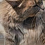 cat, fluffy, feline, whiskers, outdoor, wooden_deck, pet, animal, fur, closeup, side_view, relaxed, nature, domestic_cat, mammal, brown_fur, paw, texture, daylight, quiet