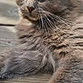 Tia participe au concours pour gagner de l'argent avec cette photo : cat, fluffy, fur, whiskers, close_up, relaxed, wooden_planks, outdoor, sunlight, pet, animal, mammal, feline, resting, paw, face, ears, natural_light, domestic_cat, cute