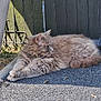 cat, fluffy, gray, outdoor, sunlight, relaxed, fence, grass, mat, pet, animal, laying_down, side_view, whiskers, ears, fur, nature, daylight, quiet, resting