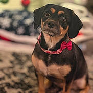 Tinker Bell joined the competition — help win amazing prizes! dog, pet, small_dog, black_and_tan, bow_tie, collar, sitting, indoor, carpet, patterned_rug, blurred_background, cute, animal, portrait, furry, domestic_animal, looking_up, ears, snout, paw