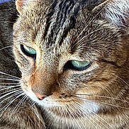 Sasha participe au concours pour gagner de l'argent avec cette photo : cat, tabby_cat, close_up, fur, whiskers, green_eyes, pet, animal, mammal, face, ears, nose, sleepy, relaxed, indoor, domestic_cat, feline, portrait, soft_light, purple_background