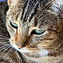 cat, tabby_cat, close_up, fur, whiskers, green_eyes, pet, animal, mammal, face, ears, nose, sleepy, relaxed, indoor, domestic_cat, feline, portrait, soft_light, purple_background