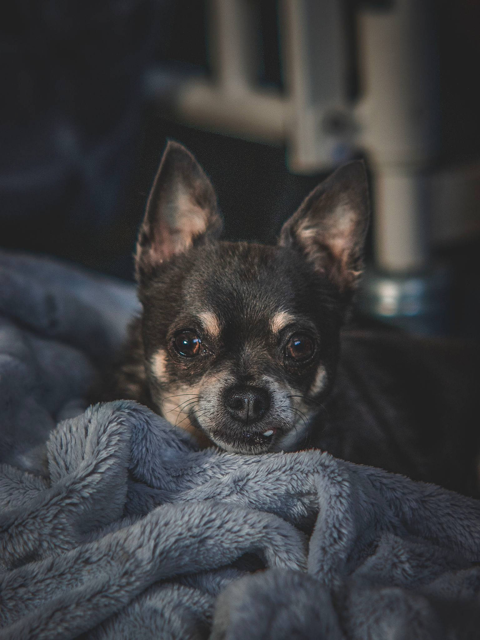 Dot is registered to the contest to win money with this photo: canidae, carnivore, companion_dog, corgi_chihuahua, darkness, dog, dog_breed, ear, eye, fawn, fur, head, snout, sporting_group, terrestrial_animal, terrestrial_plant, toy_dog, whiskers, wildlife, working_animal