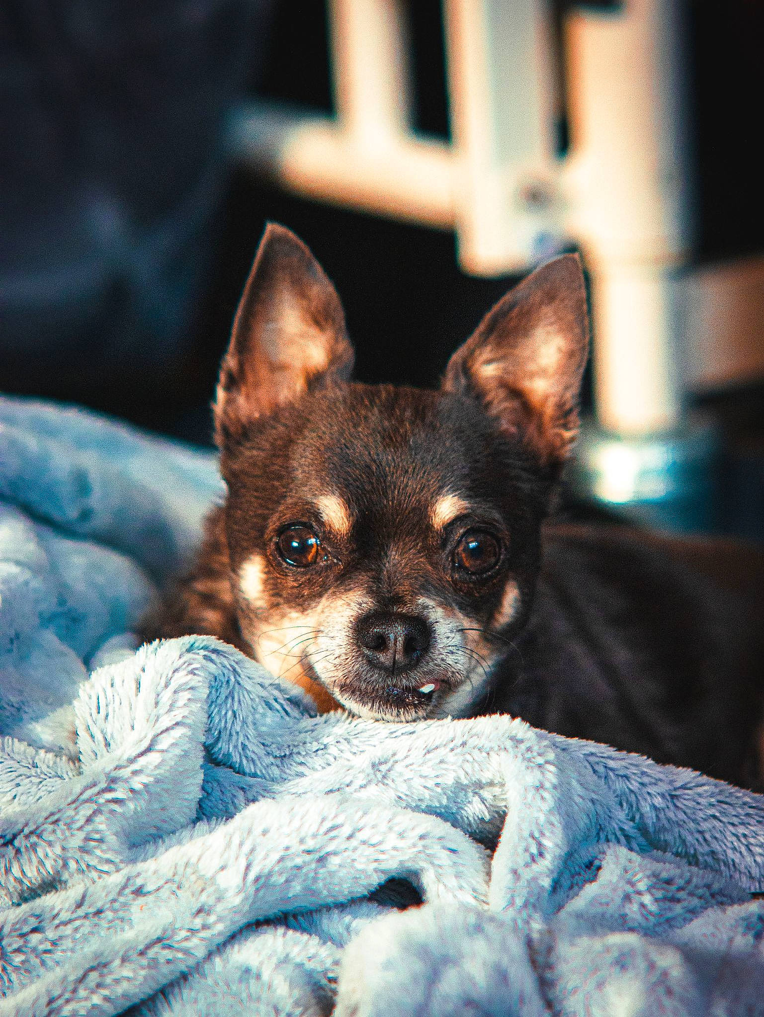 Dot is registered to the contest to win money with this photo: canidae, carnivore, comfort, companion_dog, darkness, dog, dog_breed, ear, electric_blue, fawn, fur, puppy, russkiy_toy, sitting, snout, sporting_group, terrestrial_animal, toy_dog, whiskers, wildlife