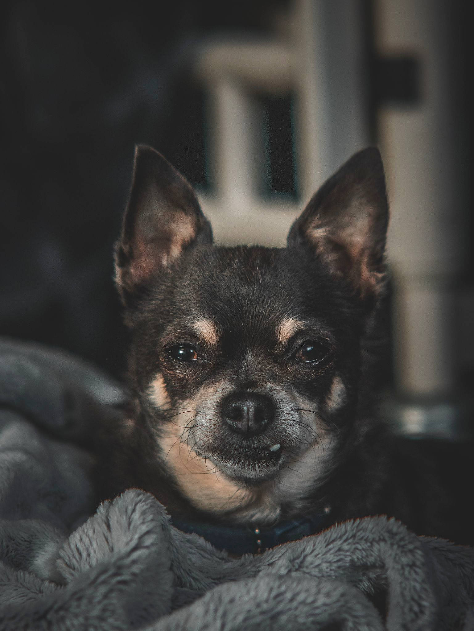Dot joined the competition — help win amazing prizes! canidae, carnivore, companion_dog, corgi_chihuahua, darkness, dog, dog_breed, ear, fawn, flash_photography, fur, non_sporting_group, russkiy_toy, snout, sporting_group, terrestrial_animal, toy_dog, whiskers, working_animal